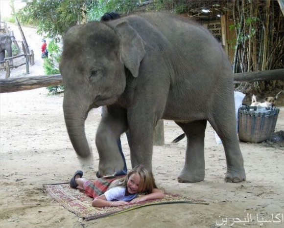 نمایشی فیل و كچێكی خنجیلانە